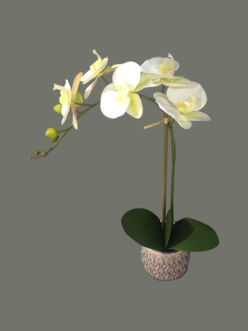 orchid flowers in pot 48.26cm tall