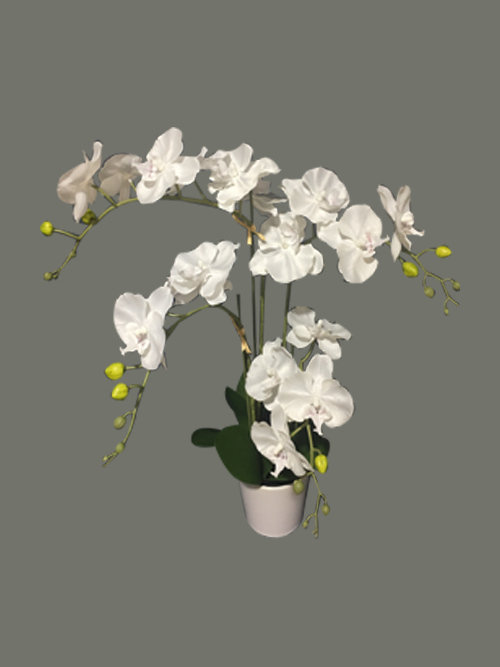 orchid in pot 78.7cm tall