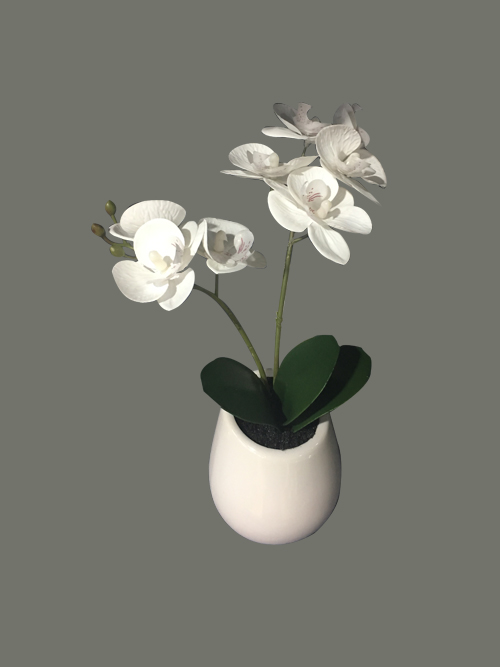 orchid flowers in pot 33cm tall