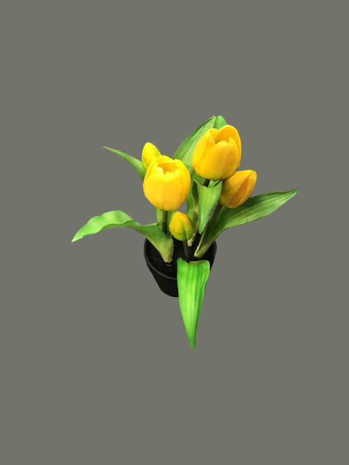 tulip flower in pot