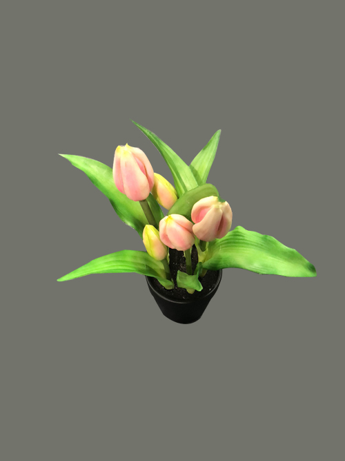 tulip flower in pot