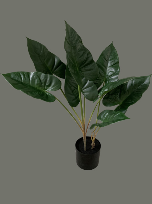 green plant with pot