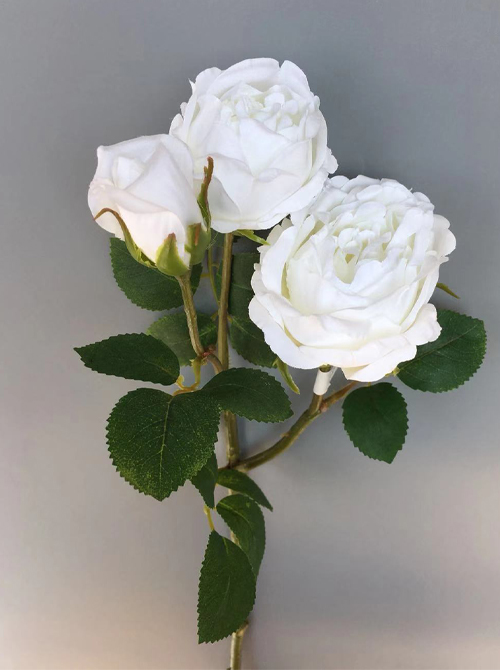 white rose branch